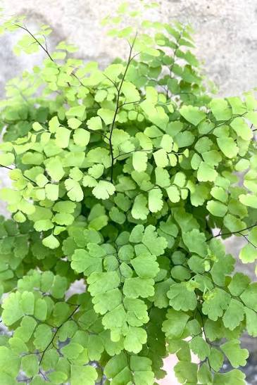 Adiantum raddianum 6" pot