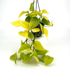 Epipremnum aur. 'Neon' - 4" HB