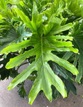 Philodendron 'Lickety Split' - 6"