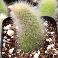Cleistocactus winteri ssp. colademononis - Monkey's Tail Cactus 4" pot