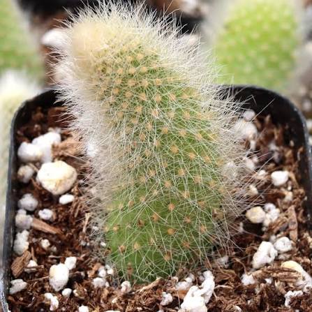 Cleistocactus winteri ssp. colademononis - Monkey's Tail Cactus 4" pot