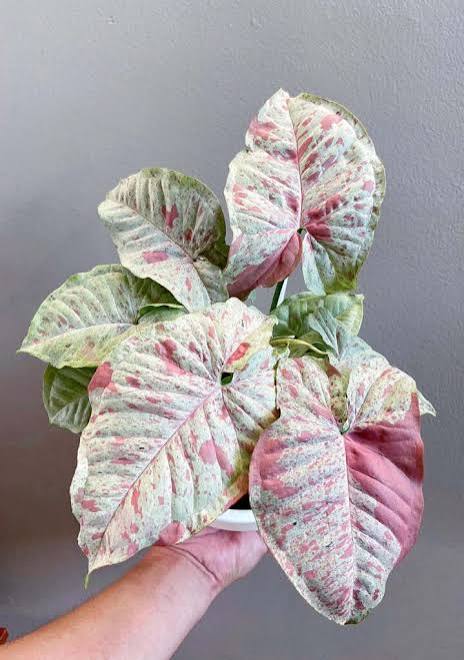 Syngonium pod. 'Milk Confetti' 6" pot