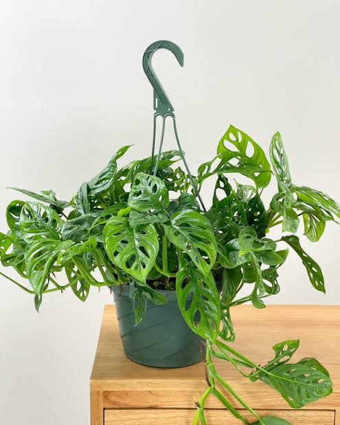 Monstera adansonii - 8" HB