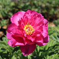 Garden Candy® Hot Tamale™ Itoh Peony Shrub - 2 gal