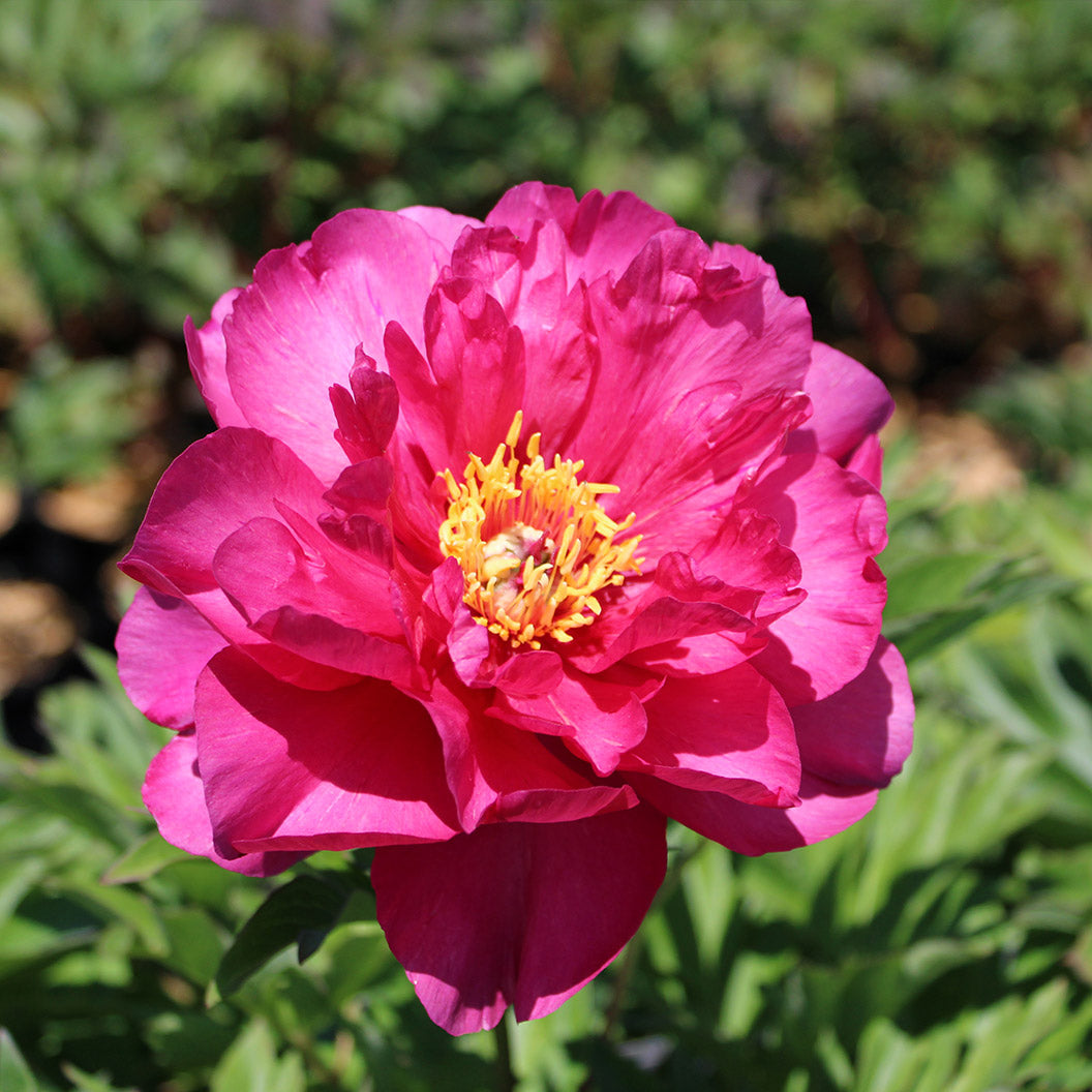 Garden Candy® Hot Tamale™ Itoh Peony Shrub - 2 gal