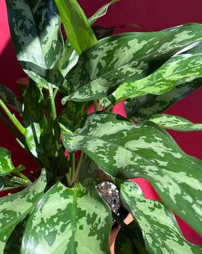 Aglaonema 'Tigress' 6" pot