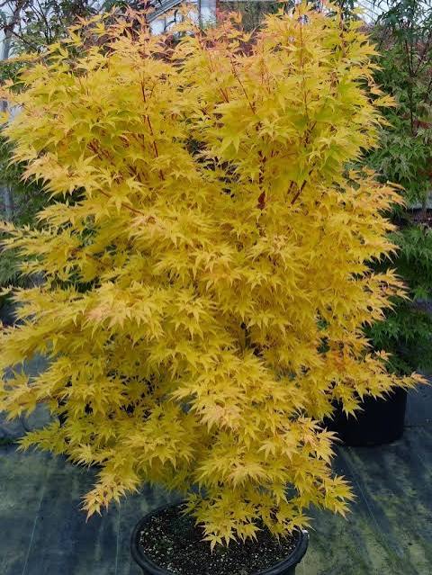 Acer palmatum 'Japanese Sunrise' 2 gal light branch