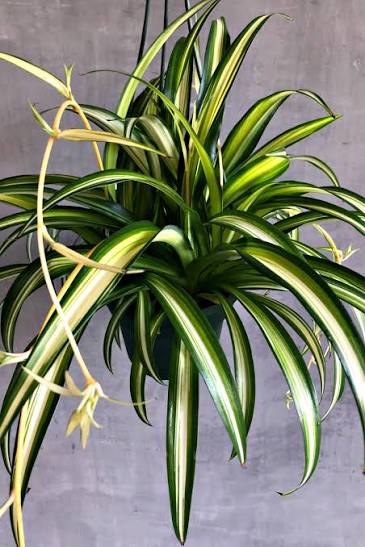 Chlorophytum comosum 'Hawaiian' 6" HB