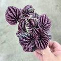 Peperomia caperata 'Red Luna' - 4"