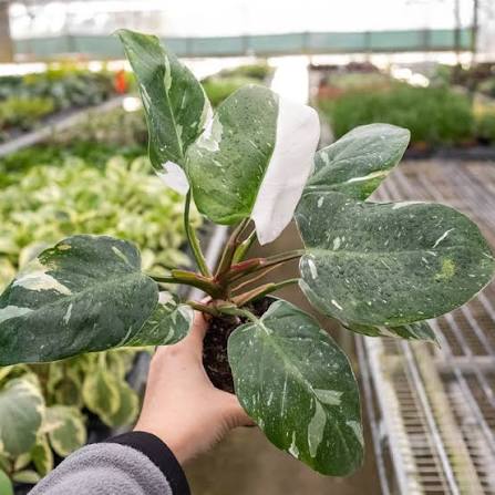 Philodendron 'White Princess' - 6"