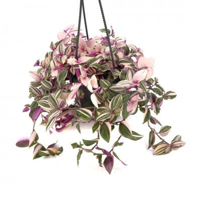 Tradescantia tricolor 'Pink Princess' 4" HB