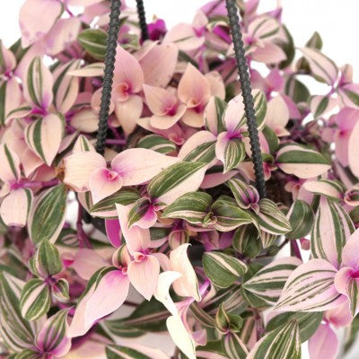 Tradescantia tricolor 'Pink Princess' 4" HB