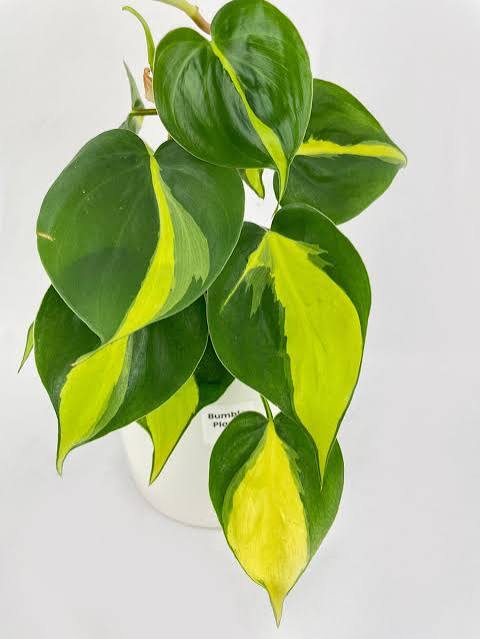Philodendron heder. 'Brasil' - 6" HB