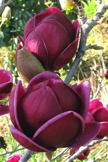 Magnolia x 'Genie'