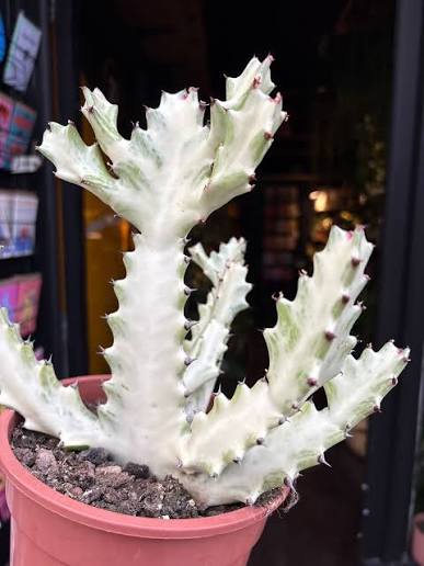 Euphorbia lactea 'White Ghost' - 4"