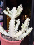 Euphorbia lactea 'White Ghost' - 4"