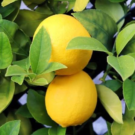 Citrus × meyeri (Meyer lemon) - 6" pot