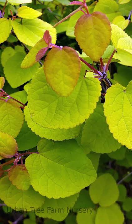 Cercidiphyllum japonicum Claim Jumper™ 'HSI1' 2 gal light branch