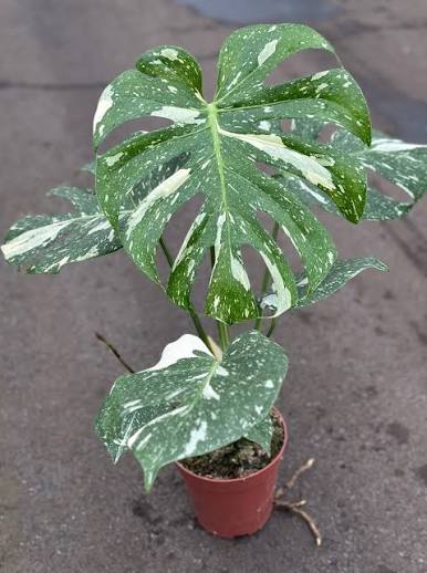 Monstera del. 'Thai Constellation' 6" pot