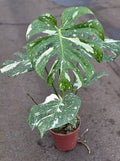 Monstera del. 'Thai Constellation' 6" pot
