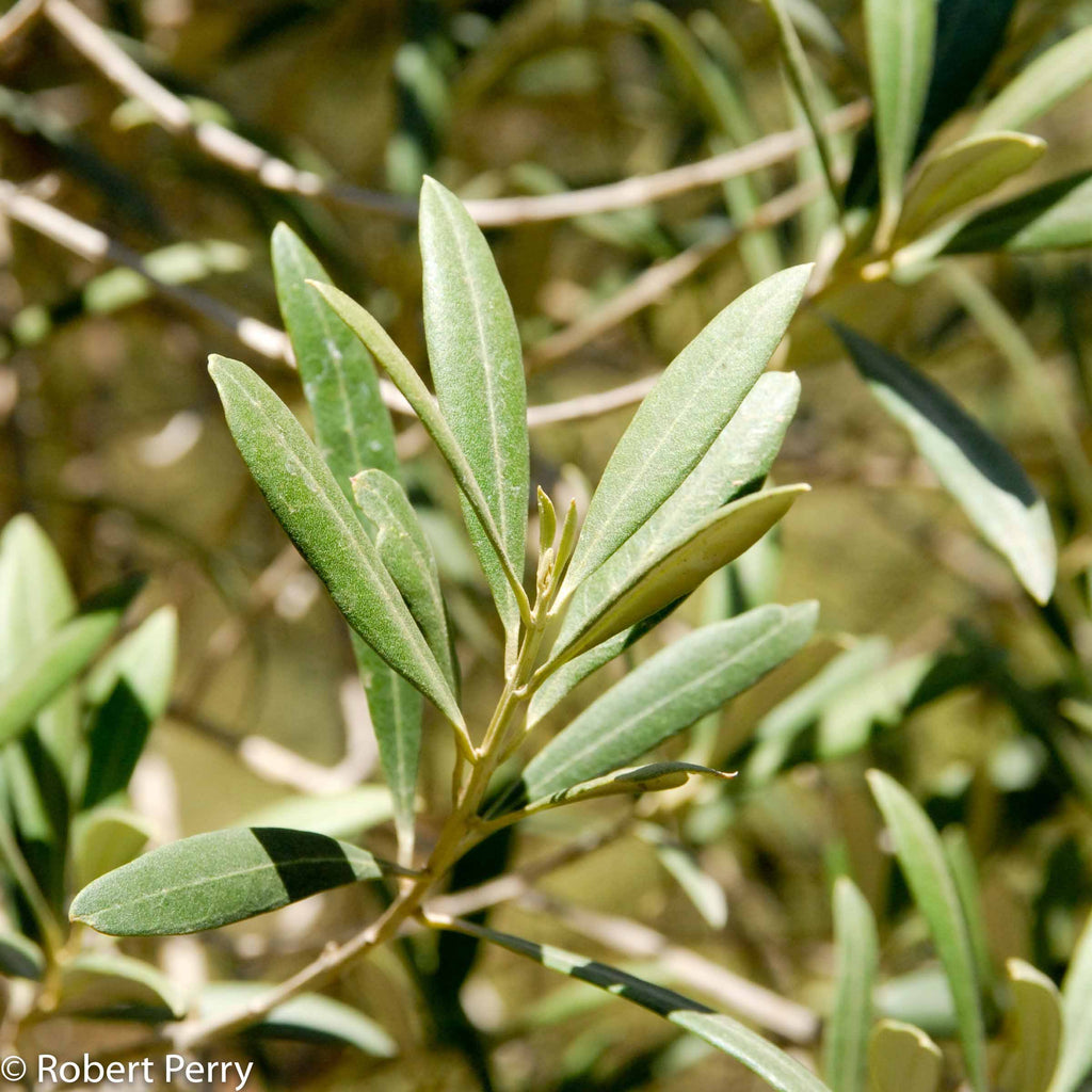 Olea europaea - olive tree - 4" pot