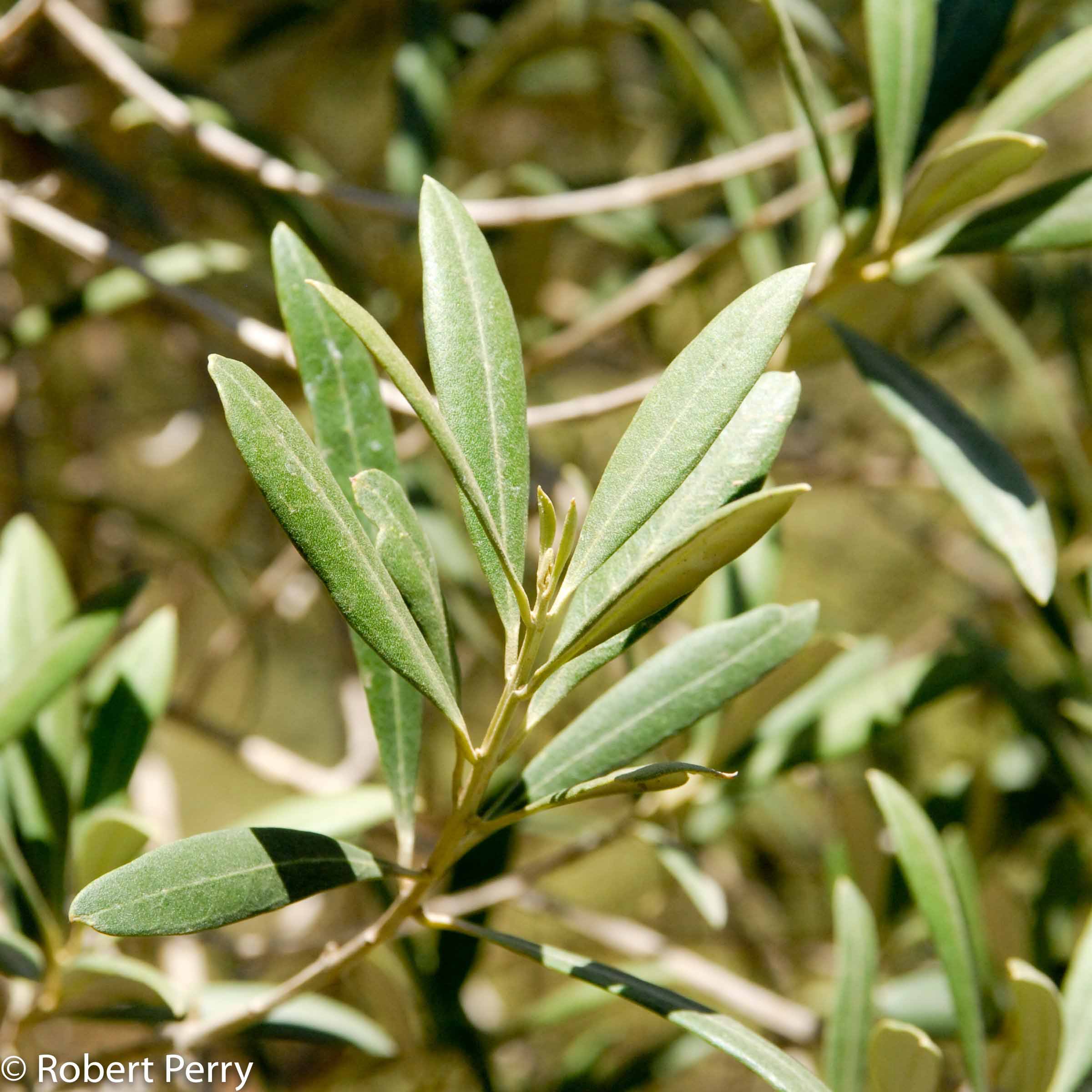 Olea europaea - olive tree - 4" pot