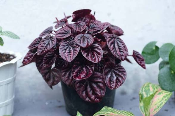Peperomia caperata 'Red Luna' - 4"