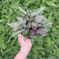 Pteris aspericaulis 'Tricolor' 4" pot