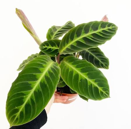 Calathea warscewiczii 6" pot