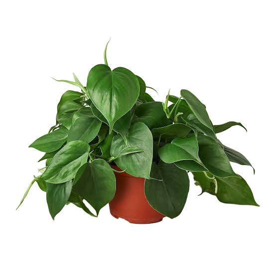 Philodendron cordatum - 6" HB