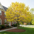 Cercis canadensis 'Hearts of Gold' 2 gal light branch