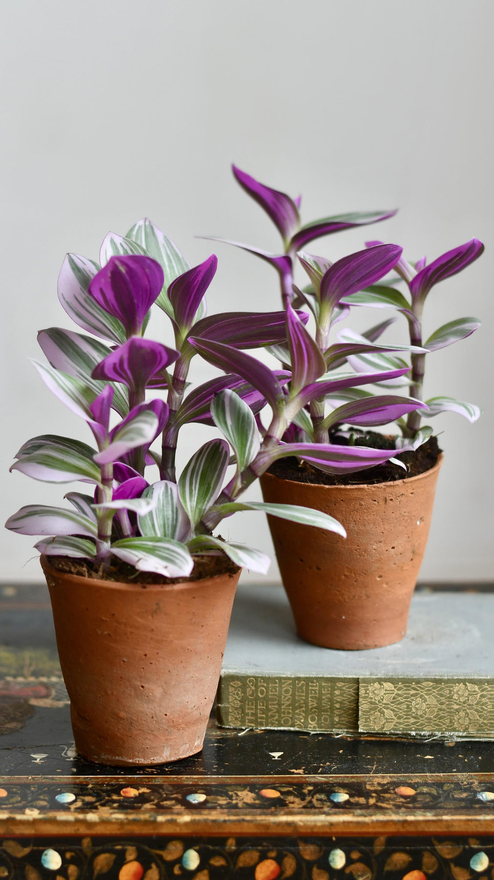 Tradescantia albiflora 'Nanouk' - 6" pot
