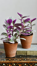 Tradescantia albiflora 'Nanouk' - 6" pot