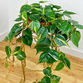 Philodendron heder. 'Silver Stripe' -HB 6"