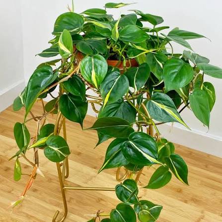 Philodendron heder. 'Silver Stripe' -HB 6"