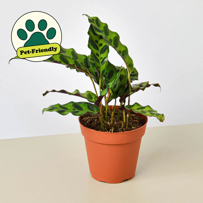 Calathea lancifolia - 4" pot