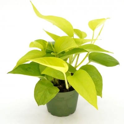 Epipremnum aur. 'Neon' 6" HB