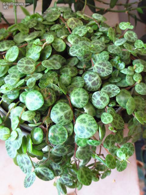 Peperomia prostrata - 6" HB