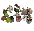 Begonia assorted - 4" pot