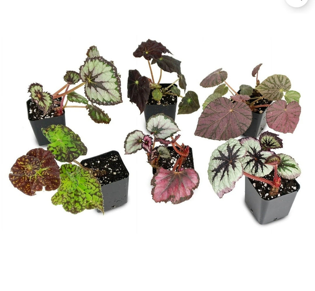 Begonia assorted - 4" pot
