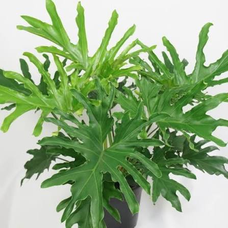 Philodendron 'Lickety Split' - 6"