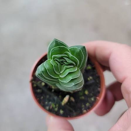 Crassula 'Buddha's Temple' - 2"