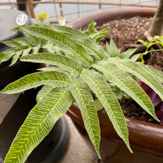 Coniogramme emeiensis 'Golden Zebra' -2"
