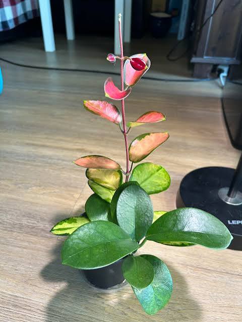Hoya australis - HB 6"
