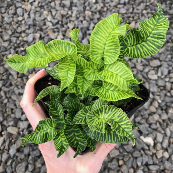 Coniogramme emeiensis 'Golden Zebra' -2"