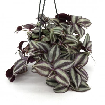Tradescantia zebrina Purple 6" HB