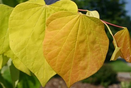 Cercis canadensis 'Hearts of Gold' 2 gal light branch