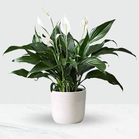 Spathiphyllum (Peace Lily) 6" pot