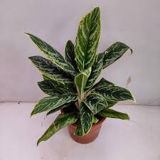 Aglaonema 'Golden Madonna' - 6" pot