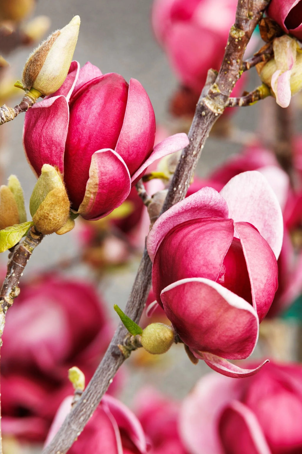 Magnolia x 'Genie'